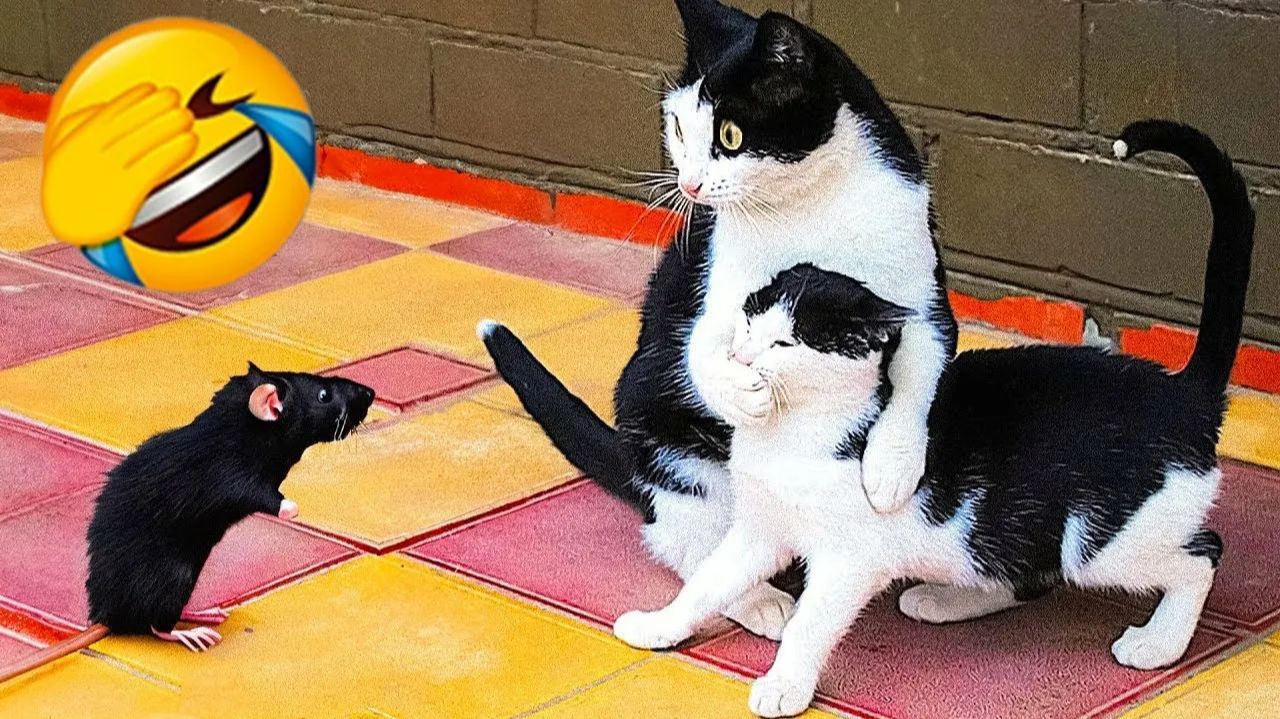 СМЕШНО ДО СЛЕЗ 😹😍 СМЕШНЫЕ КОТЫ, ЛУЧШИЕ ПРИКОЛЫ С КОТАМИ, СОБАКАМИ КОШКИ,СОБАКИ , ЖИВОТНЫЕ 🥰 смотреть онлайн