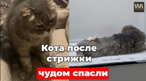 Кота после стрижки в ветеринарной клинике Крыма чудом спасли