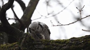 Трапеза совы