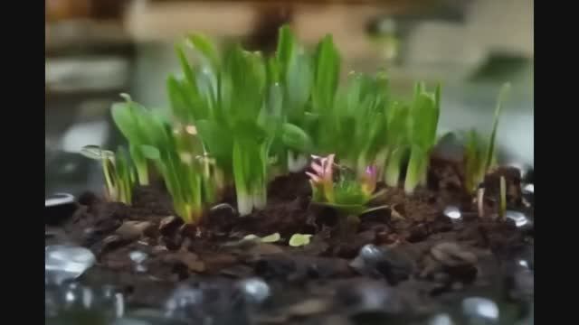 Биология. 6 класс Развитие побега из почки. УМК Пасечник