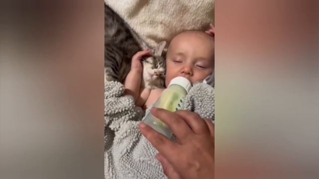 Кошки и малыши.... смотреть онлайн