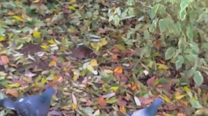 Городские крысы