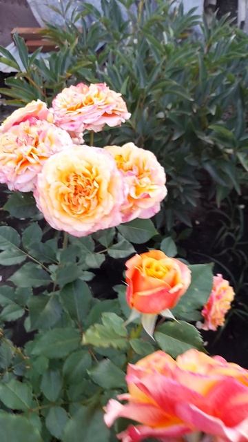 Роза Ла Вилла Котта. смотреть онлайн