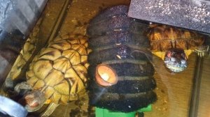 Умная колонка Маруся рассказывает анекдоты!!!   Красноухие черепахи 🐢 утро 05-12-2025.