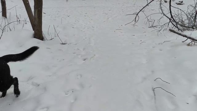 ВЕО  восточно европейская овчарка черная