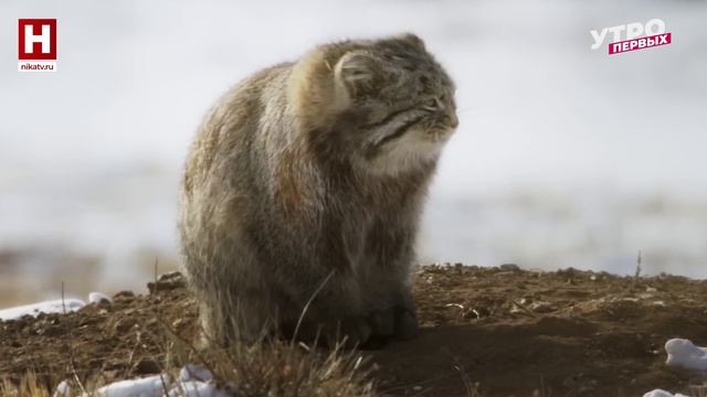 Пушистики мира животных | ЗООМАНИЯ смотреть онлайн