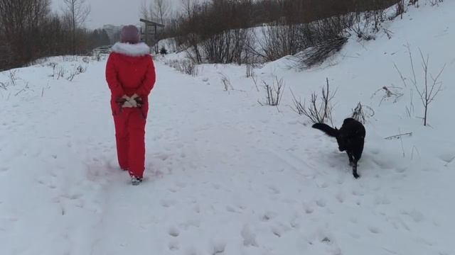 ВЕО  восточно европейская овчарка черная