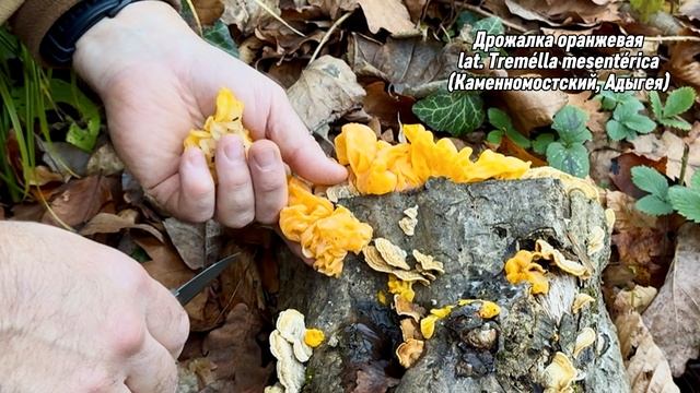 Гриб Дрожалка оранжевая (lat. Tremélla mesentérica).