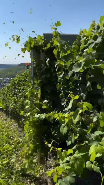 Что за обдираловка? #сельскоехозяйство смотреть онлайн