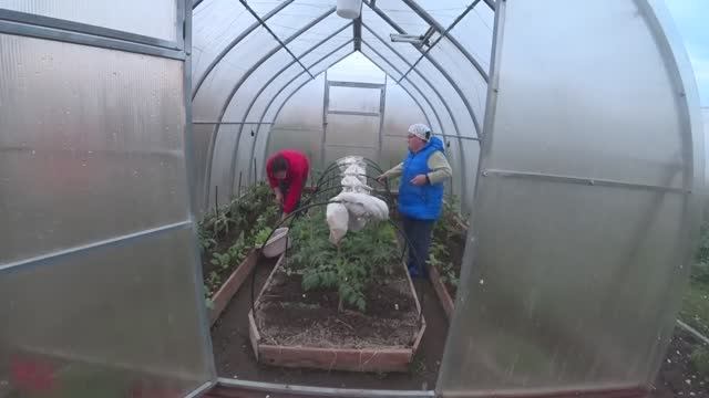 6 соток 21 мая 2021г. Окучила огурцы. Посадили Брокколи 🥦. Пасынкую помидоры. С смотреть онлайн