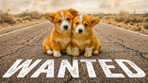 КОРГИ КОРЖИК И ПРЯНИК ПРОПАЛИ!!