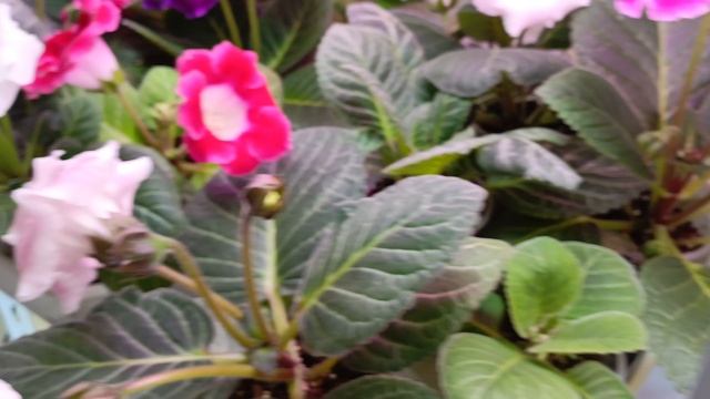 новые роспуски глоксиний ❤😊красота нет слов так розы! купила новый палас 🤗 смотреть онлайн