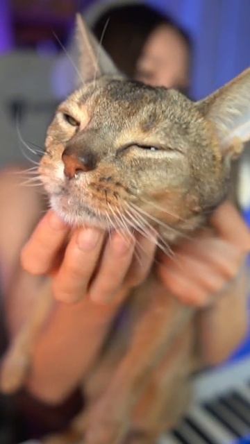 кот смотреть онлайн