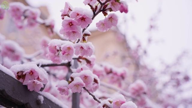 Успокаивающая музыка помогает снять стресс и тревогу 🌿 Музыка помогает восстановить разум #11 смотреть онлайн