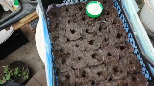 НАЧИНАЮ ЧЕРЕНКОВАТЬ ХРИЗАНТЕМУ НА ВЕСНУ 2026. ИСПОЛЬЗУЮ НЕСКОЛЬКО СПОСОБОВ.