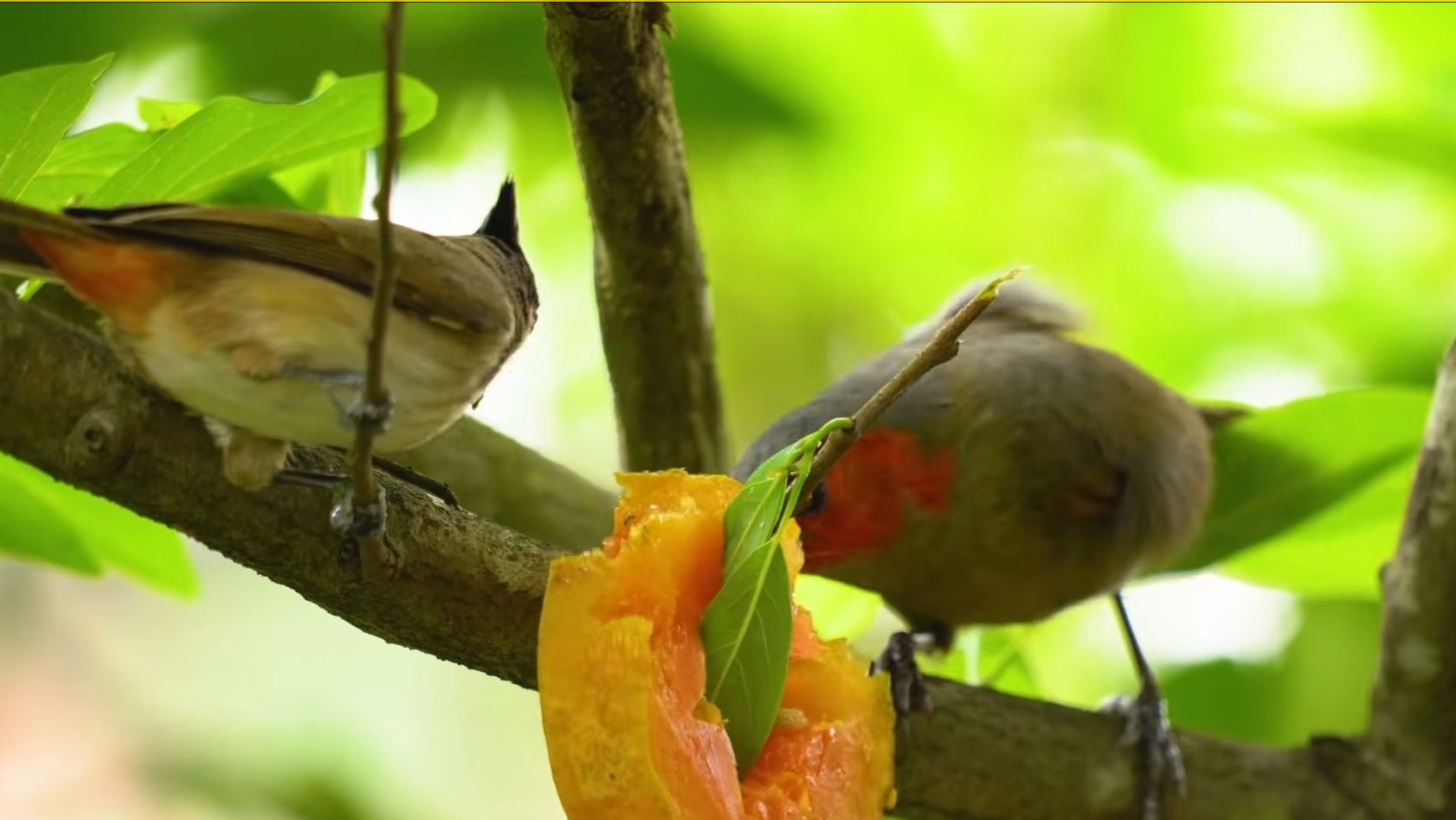 ☘️🌷 Спокойное пианино и щебет птиц - Глубокое расслабление, избавление от лишних мыслей, избавлени смотреть онлайн