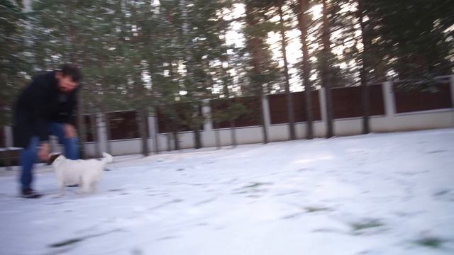 Лапы и хвосты: Майло смотреть онлайн