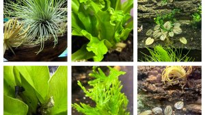 Сглазила! Срочно ищу замену!