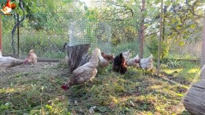 Любовь птицевода к Курочкам 🐥🐔🥚 Нежное видео 🐓 Версия (76)