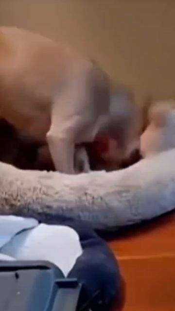 Псы и Коты 😺😺😺