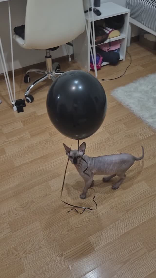 Шалость удалась #shorts #cat #funny #юмор #животные