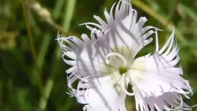 Агия чакра .Классическая рага для Агии чакры. Музыка сахаджа йоги для медитации. смотреть онлайн