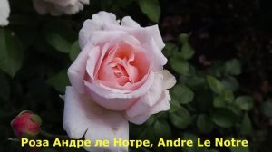 НОВЫЕ СОРТА РОЗ - успехи роз первогодок! Перспективные новые сорта.