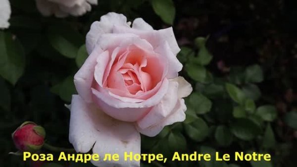 НОВЫЕ СОРТА РОЗ - успехи роз первогодок! Перспективные новые сорта.