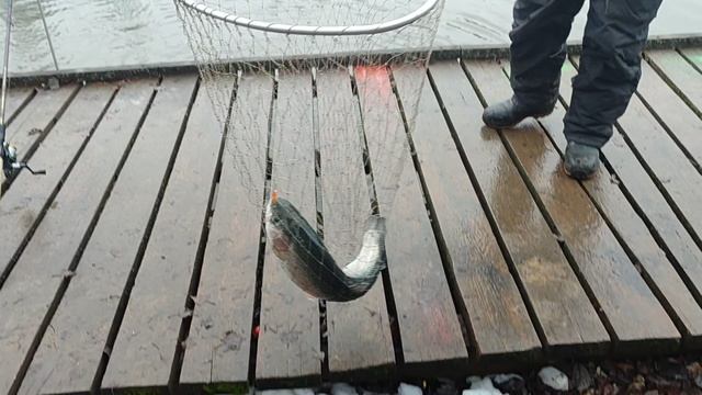 Основной водоём. Форель на блесну. смотреть онлайн