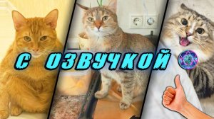 🔥 Угарные Коты! - С ОЗВУЧКОЙ! СМЕШНЫЕ ЖИВОТНЫЕ! Самые смешные Собаки! Попробуй не засмеяться! 2025