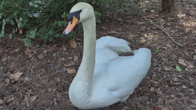 С Днём Рождения! Миллион светлых дней тебе, Марина! (песня) смотреть онлайн