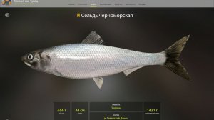 ТРОФЕЙ СЕЛЬДЬ ЧЕРНОМОРСКАЯ!!!СЕВЕРСКИЙ ДОНЕЦ - РУССКАЯ РЫБАЛКА 4