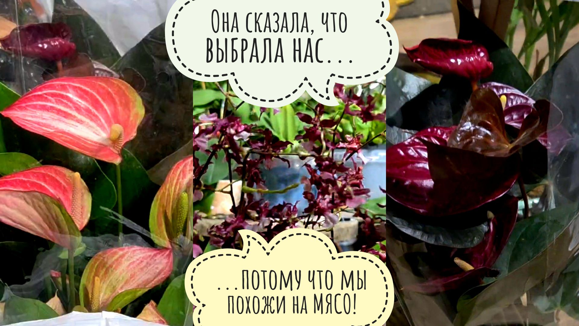 Артём привёз мне мешочек радости!Распаковка растений от Зебоорхидс! Кто-то недоволен моим хаосом смотреть онлайн