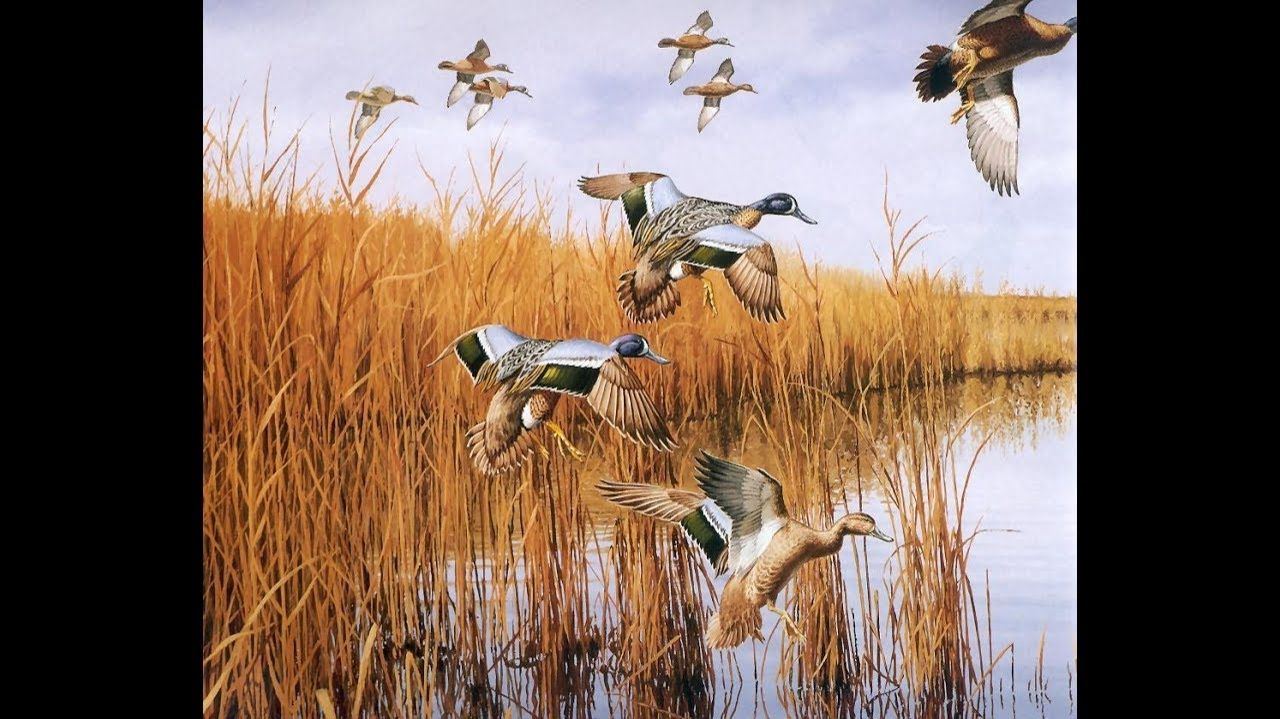 Охота на утку на канале с подхода