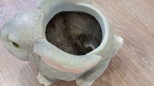 Позитив на выходные! Котенок в кашпо смотреть онлайн