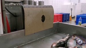 Линия по переработки форели. ООО АгроБалт