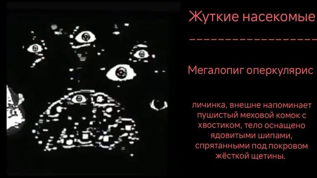 жуткие насекомые