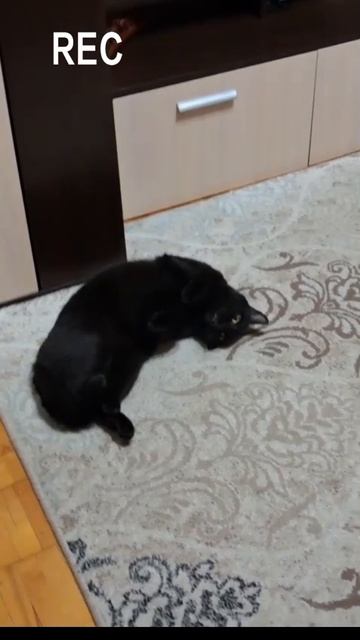 😀Жоржик кайфует😂