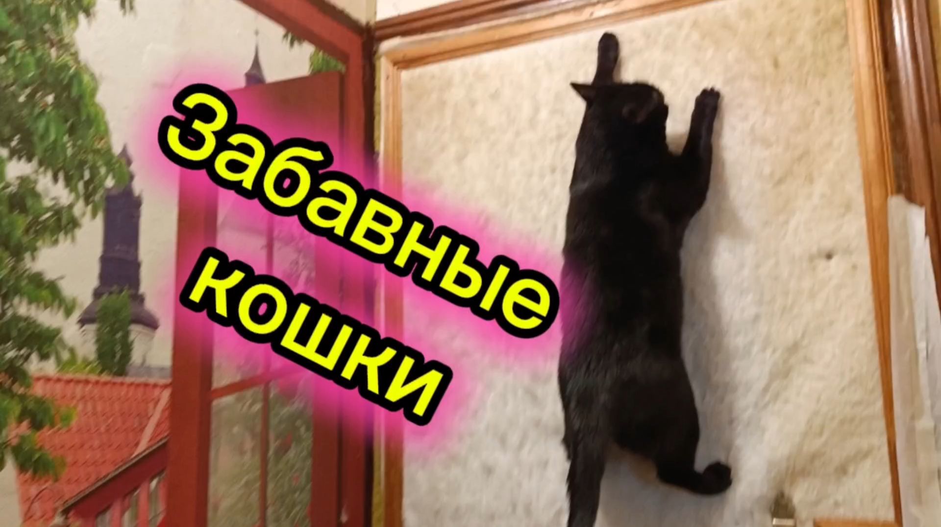 ЗАБАВНЫЕ КОШКИ. смотреть онлайн