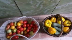 ОВОЩИ ИЗ МОЕЙ ТЕПЛИЧКИ.