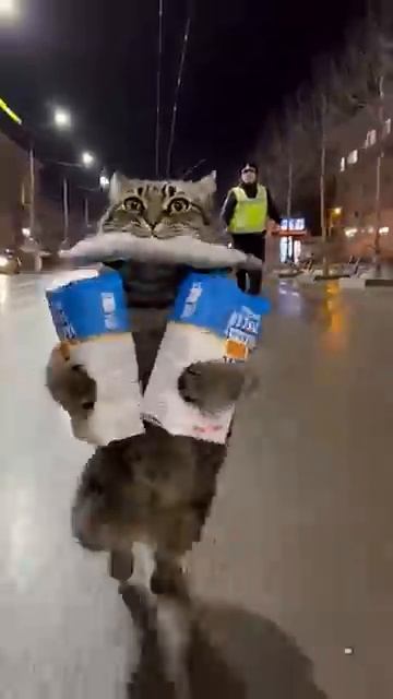 Кот-воришка (нейросеть) смотреть онлайн