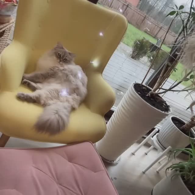 Кот Платон как новогодняя елка ! влог 🎄🎄🎄светится и мерцает! Кот вместо елки 😁 смотреть онлайн