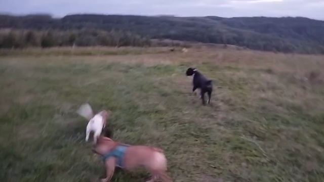 Детский садик для собак. Кинолог Игорь Алтайский.