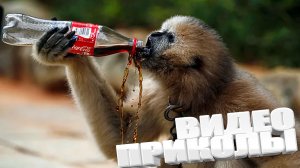 ЛУЧШИЕ ПРИКОЛЫ 2025 | ПРИКОЛЫ 2025 | СВЕЖИЕ ПРИКОЛЫ 2025 | РЖУ НЕ МОГУ |