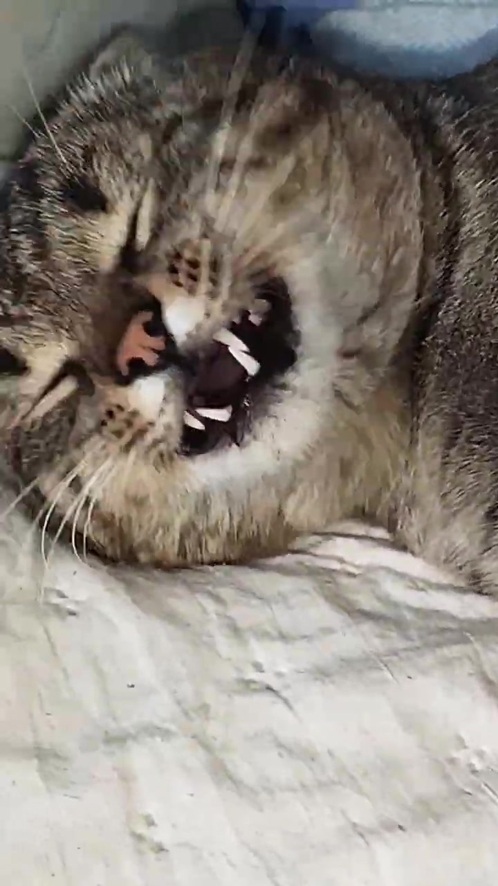 У кота, должно быть ВСЁ!😸🤗 смотреть онлайн