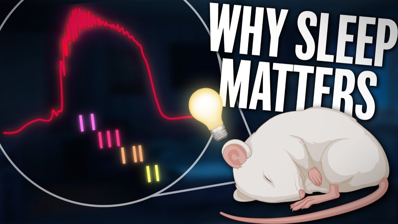 Консолидация памяти Машина времени мозга смотреть онлайн