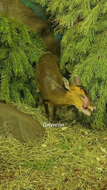 Океанариум в Крокусе! Для тех кто хочет замедлиться)