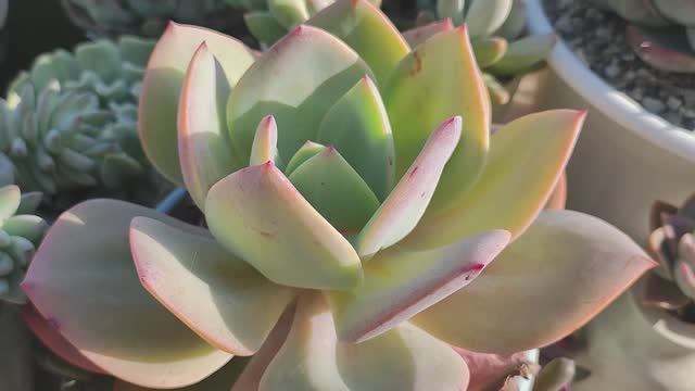 Суккуленты, уличный обзор, часть 4 смотреть онлайн