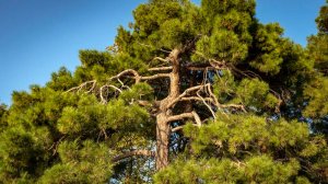 "Наш Сочи" выпуск 92