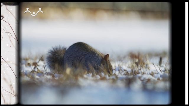 А вы знаете, что... Белки смотреть онлайн
